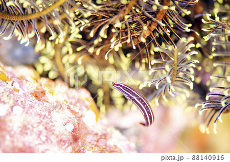 ウミシダウバウオ・タイ・シミラン.2 88140916