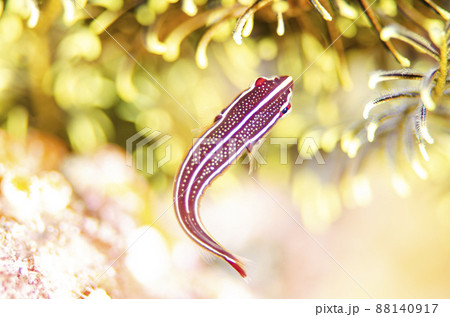 ウミシダウバウオ・タイ・シミラン.3 ウミシダウバウオ・タイ・シミラン.3 88140917