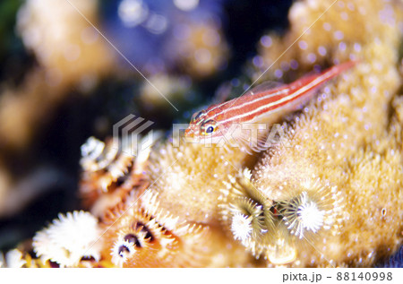 タテジマヘビギンポとイバラカンザシ・タイ・シミラン.1 タテジマヘビギンポとイバラカンザシ・タイ・シミラン.1 88140998