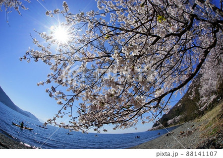 海津大崎に咲く満開の桜と琵琶湖 海津大崎に咲く満開の桜と琵琶湖 88141107