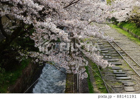 蹴上インクラインの桜 88141191