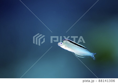 イナセギンポ（白・インド洋バージョン）・タイ・シミラン.2 88141306