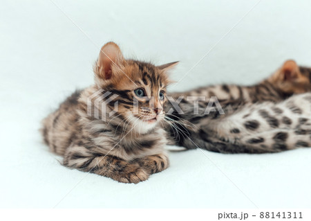 Little bengal kitten on the white fury blanket Little bengal kitten on the white fury blanket 88141311