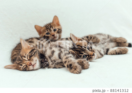 Three cute bengal kittens laying on a furry white blanket. Three cute bengal kittens laying on a furry white blanket. 88141312