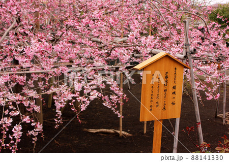 もうすぐ満開になる福蔵院に植えられている「三春滝桜」の子孫（1） 88141330