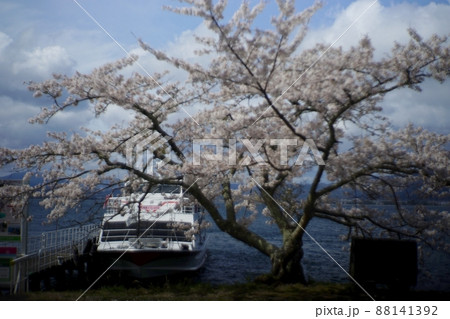オールドレンズで撮影した海津大崎の桜 88141392
