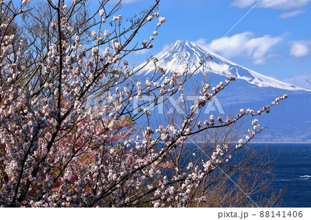 静岡県沼津市井田　明神池近くの斜面の白梅と雪化粧の富士山の景色 88141406