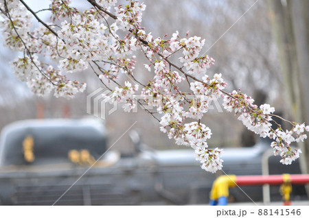 春を感じる世田谷区の砧公園と大蔵総合運動場 春を感じる世田谷区の砧公園と大蔵総合運動場 88141546