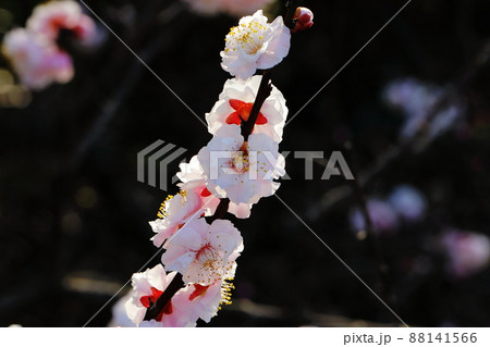 桜の季節 88141566