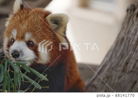 【山口県】秋吉台自然動物公園サファリランドのレッサーパンダ 【山口県】秋吉台自然動物公園サファリランドのレッサーパンダ 88141770