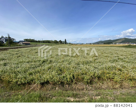 北海道の蕎麦畑 88142041