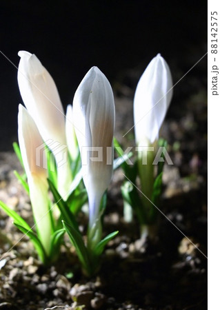 昼間とは違う妖艶に咲く闇夜のクロッカス 昼間とは違う妖艶に咲く闇夜のクロッカス 88142575