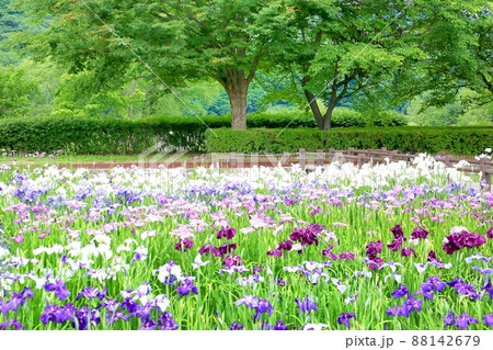明科あやめ公園 88142679
