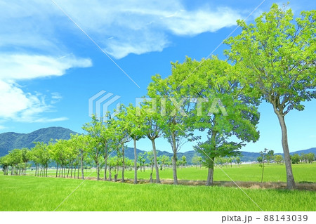 夏井のハザ木 夏井のハザ木 88143039
