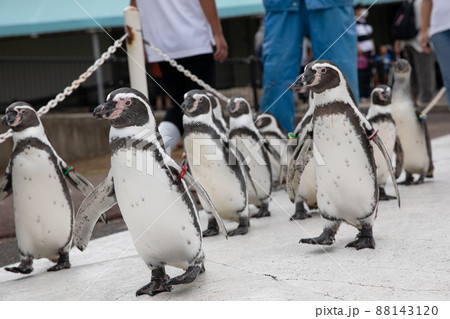 〔福井県坂井市・越前松島水族館〕フンボルトペンギンのおさんぽタイム。ただいま、大進行中。 〔福井県坂井市・越前松島水族館〕フンボルトペンギンのおさんぽタイム。ただいま、大進行中。 88143120