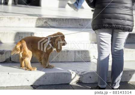 イタリア　フィレンツェ　スナップ　 88143314