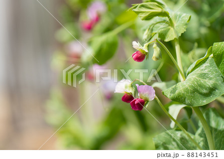 えんどう豆の花の写真素材