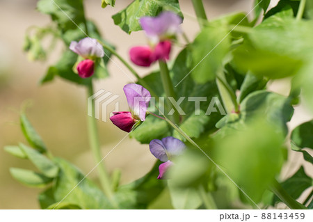 えんどう豆の花の写真素材