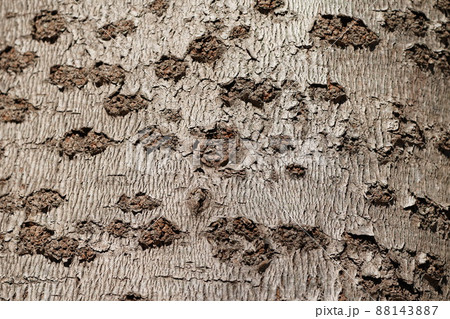 樹皮素材 88143887