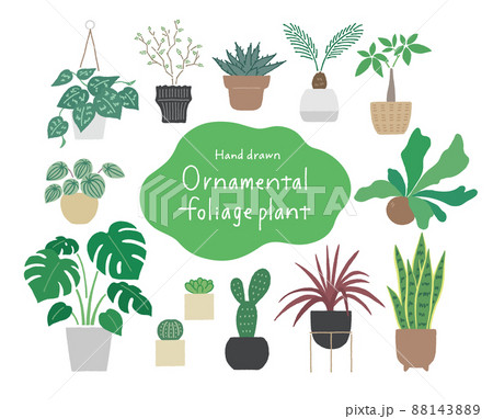 観葉植物 88143889