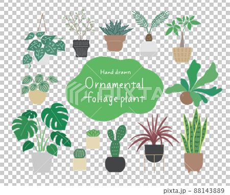 観葉植物 88143889
