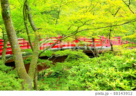 夏の弥彦公園もみじ谷 88143912