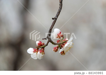 梅 春 花 88143991