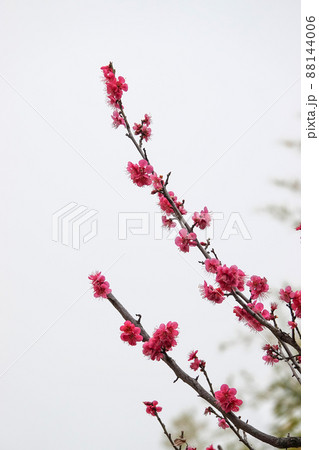 梅 紅梅 春 88144006