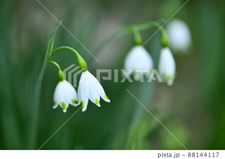 スズランスイセン 鈴蘭水仙 の花の写真素材