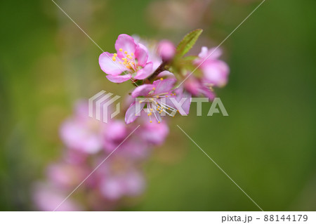 ユスラウメ（山桜桃梅）の花 88144179