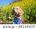 愛犬と菜の花 88144435