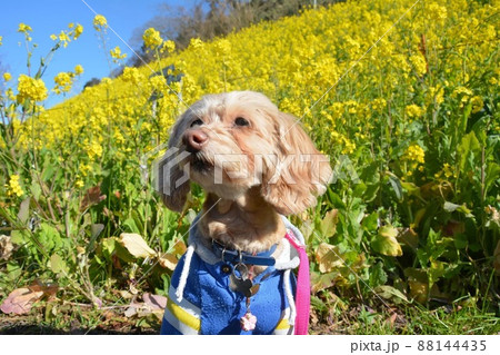 愛犬と菜の花 愛犬と菜の花 88144435