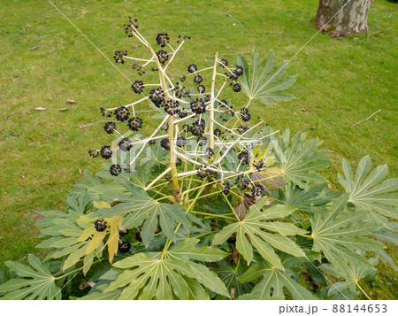 Fatsia japonica or Japanese aralia plant with black fruits. 88144653