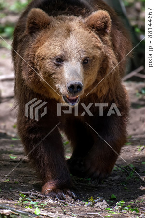 Wild Brown Bear in the summer forest. Animal in natural habitat. Wildlife scene 88144667
