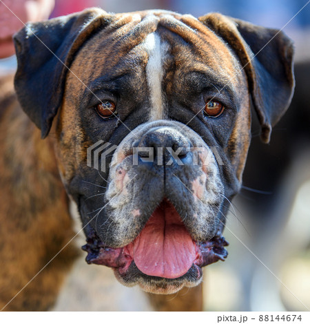 Close funny Boxer Dog portrait 88144674