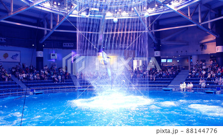 イルカショー 88144776