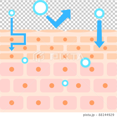 経皮吸収のイメージ 88144929