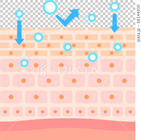 Image of transdermal absorption 88144930