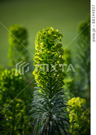 Closeup of green euphorbia flowers in a public garden Closeup of green euphorbia flowers in a public garden 88144937