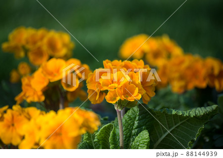 closeup of orange primrose in a public garden 88144939