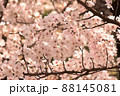 明るい日の満開の桜 88145081