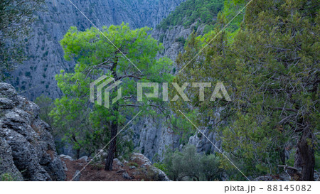 A tree growing on stones on the ustun in the Tazy canyon A tree growing on stones on the ustun in the Tazy canyon 88145082