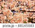 鮮やかは桃色の桜 88145083