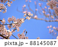 青空にくっきりと浮かぶ桜 88145087