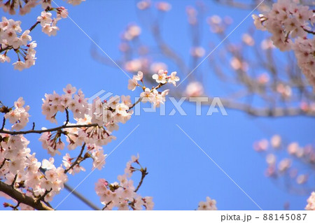 青空にくっきりと浮かぶ桜 青空にくっきりと浮かぶ桜 88145087