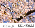 満開の桜の枝 88145088