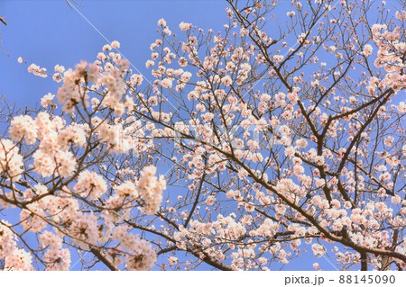 快晴の青空に映える桜 88145090