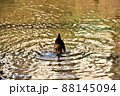 水に頭を沈める鴨 88145094