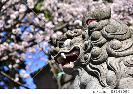 狛犬の横顔 88145096