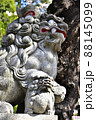 親子の狛犬 88145099